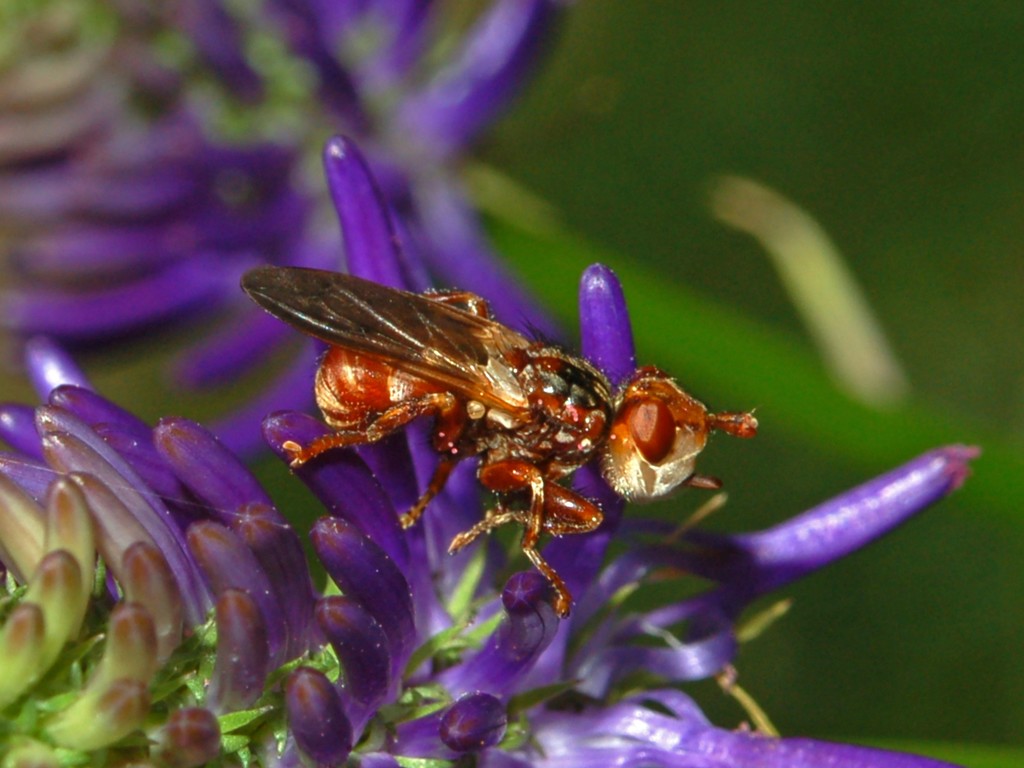 Un bel conopide: Myopa dorsalis